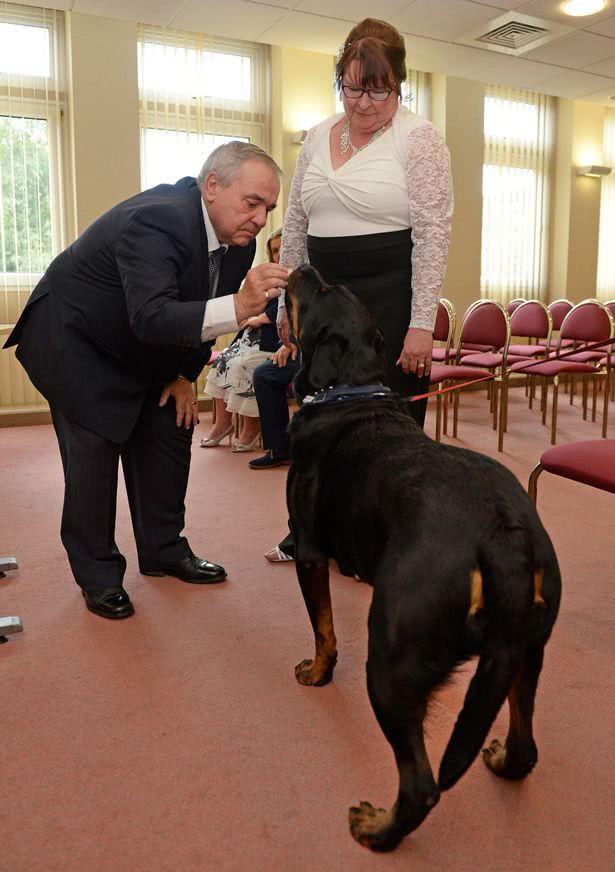 结婚当天新郎成了一只狗,结婚当天新郎居然是条狗