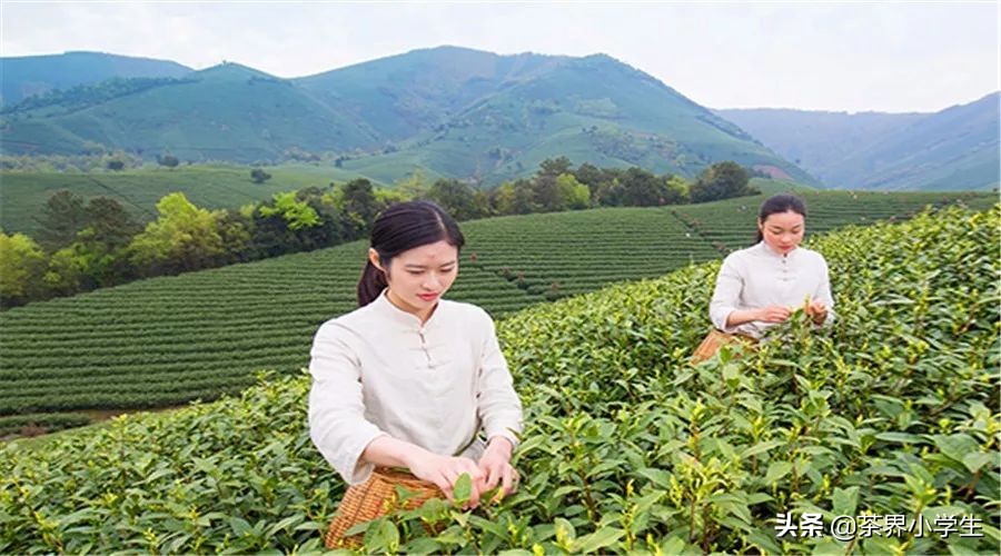 天福双十一茶叶活动,茶叶双十一促销活动流程