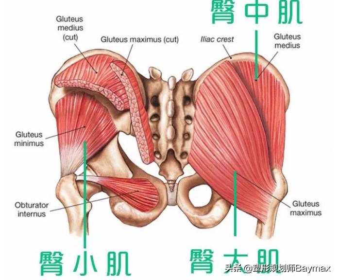 老外练臀臀部两侧凹陷怎么练圆润,想要臀部翘练哪几块肌肉