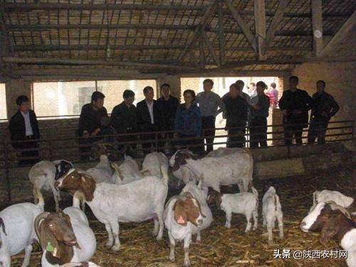 波尔山羊生病怎么治,波尔山羊口疮