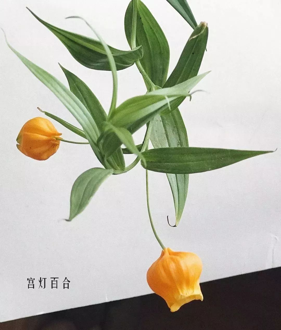 花店里同款的两种不同价格的花材,花店最容易被顾客误解的几种花材