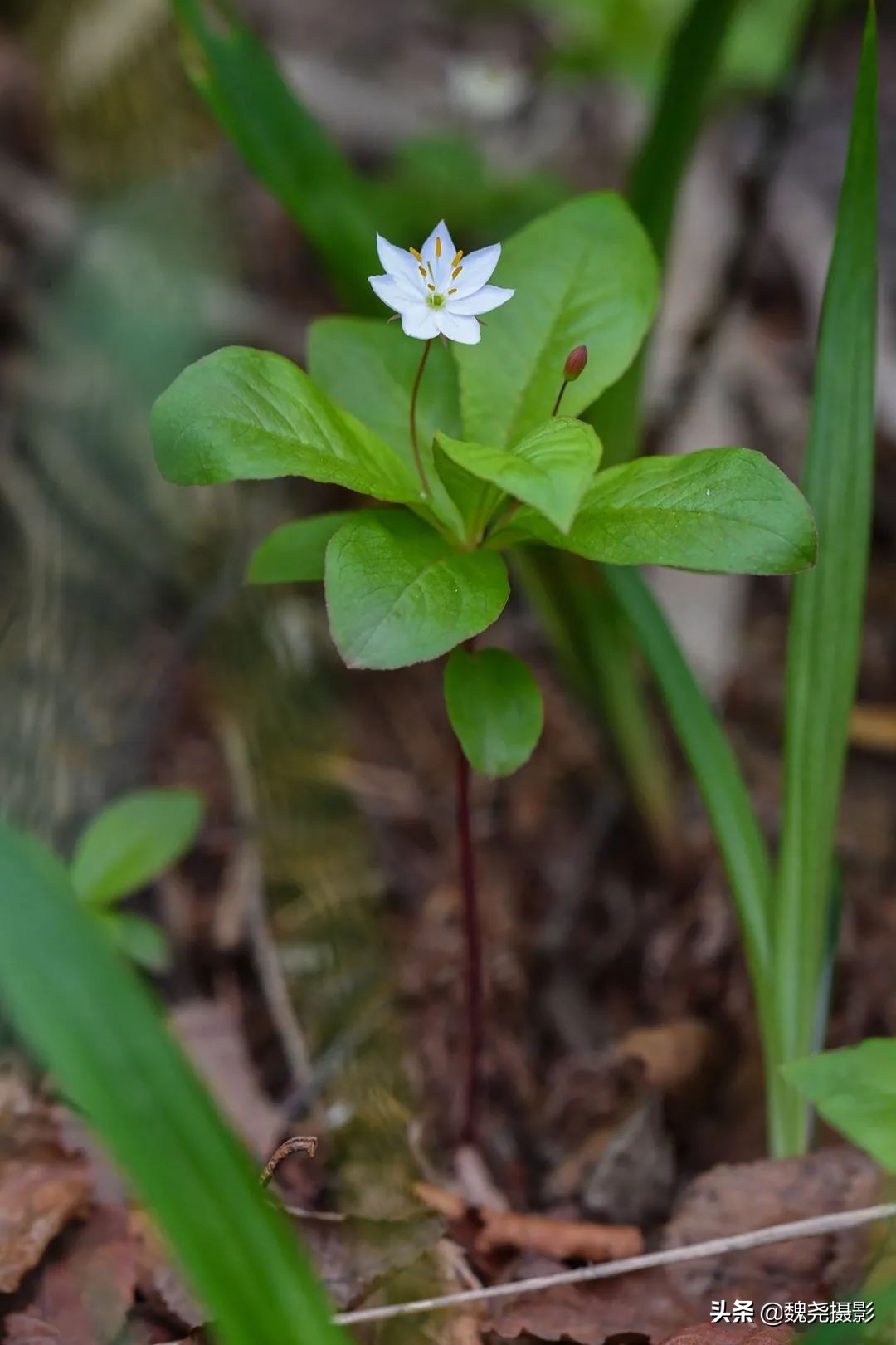 各个季节的野生兰花,北京百花山野生兰花图片