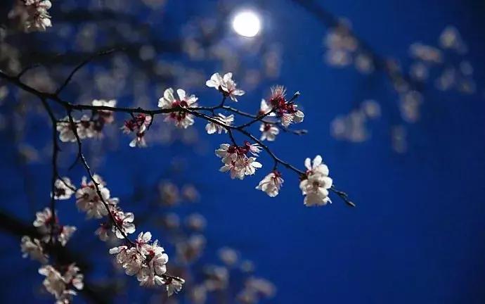 濡備綍鍖哄垎妯辫姳妗冭姳姊ㄨ姳鏉忚姳娴锋,妯辫姳妗冭姳鏉庤姳鏉忚姳濡備綍鍖哄垎