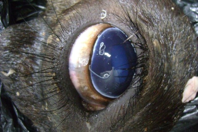 除了近距离接触宠物,不小心碰到苍蝇也可能让你眼中长虫