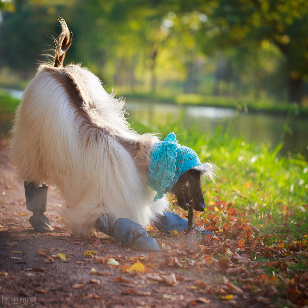 东方美犬,东方美狗狗