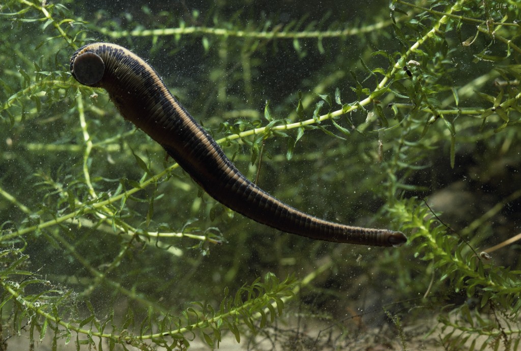 水蛭在人体吸血有毒吗,水蛭被吃进肚子里会存活吗