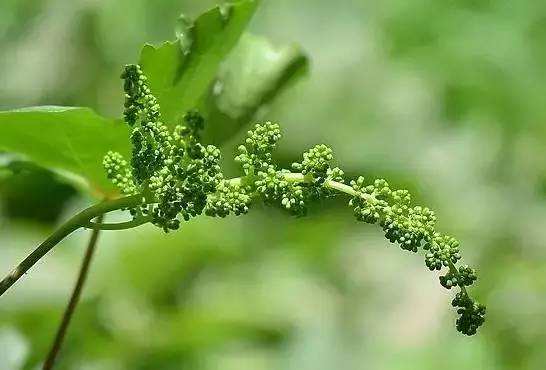葡萄果小不饱满？春季这样抹芽定梢、绑蔓掐须、施肥水！产量不愁