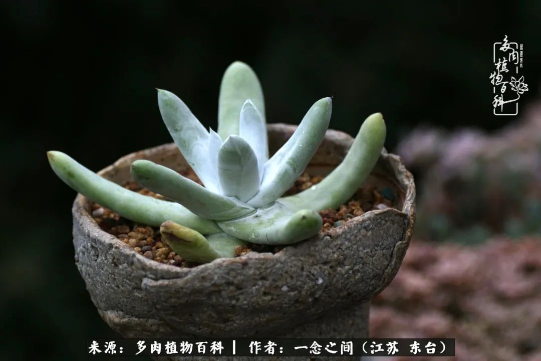 一见多肉误终生,一见多肉误终生从此入了养花坑