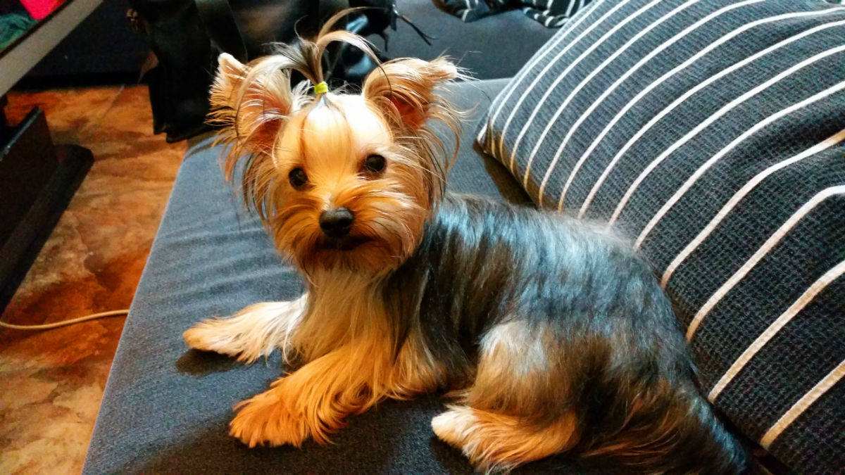 长毛长耳朵宠物狗是什么品种,有点像金毛的小型宠物狗品种