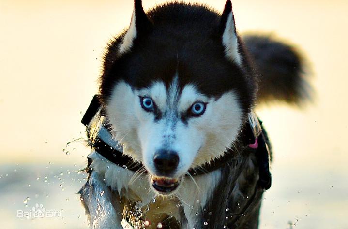 小型犬品种大全及图片柯基犬,不掉毛无体味性格温顺的小型犬