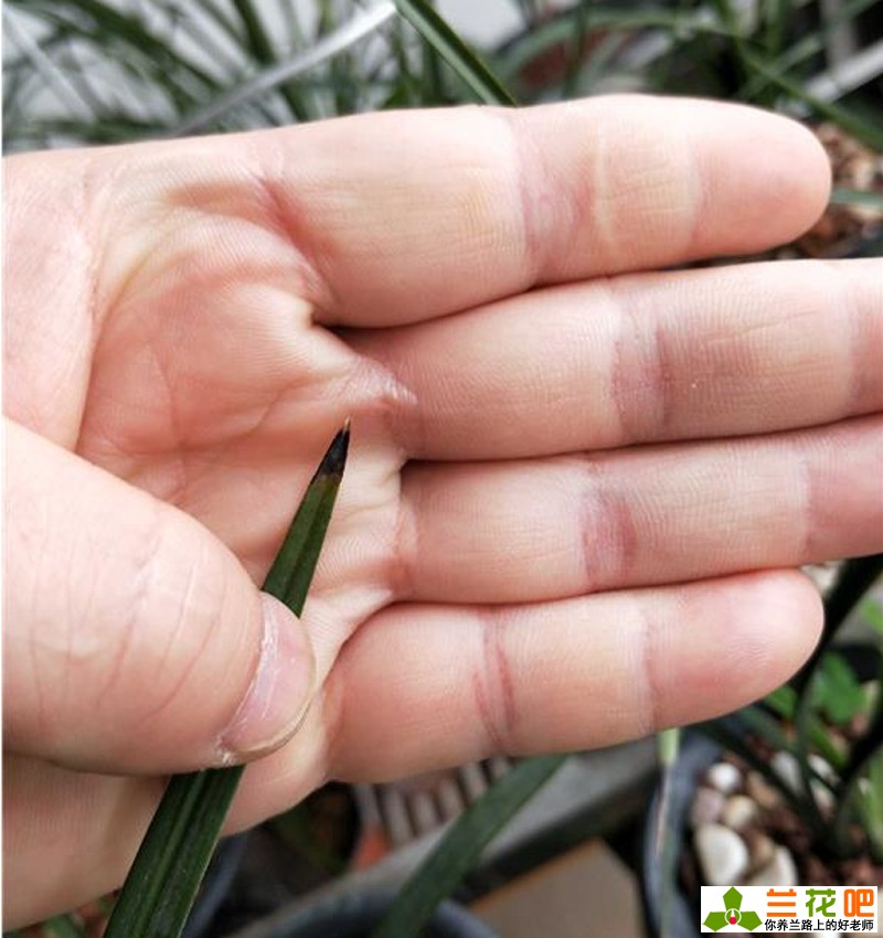 兰花黑尖和焦尖有什么区别,刚种植的兰花为什么会焦尖