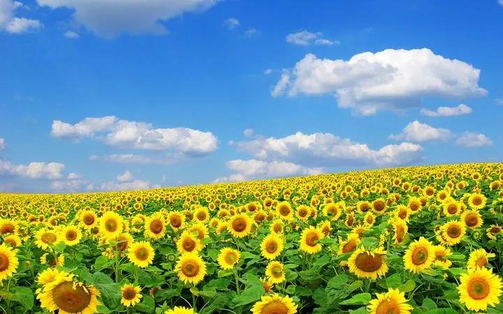 道德经的修德理念是什么意思,道德经第五十四章修德为本