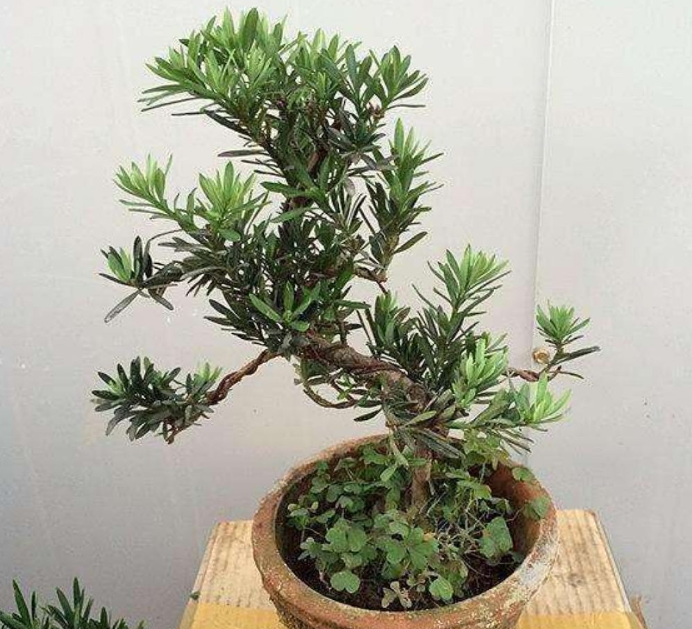 罗汉松盆景养殖方法和注意事项,罗汉松盆景怎么养长得好