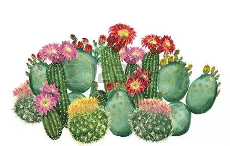 有药用价值的多肉植物图片,多肉植物有什么药用功效吗