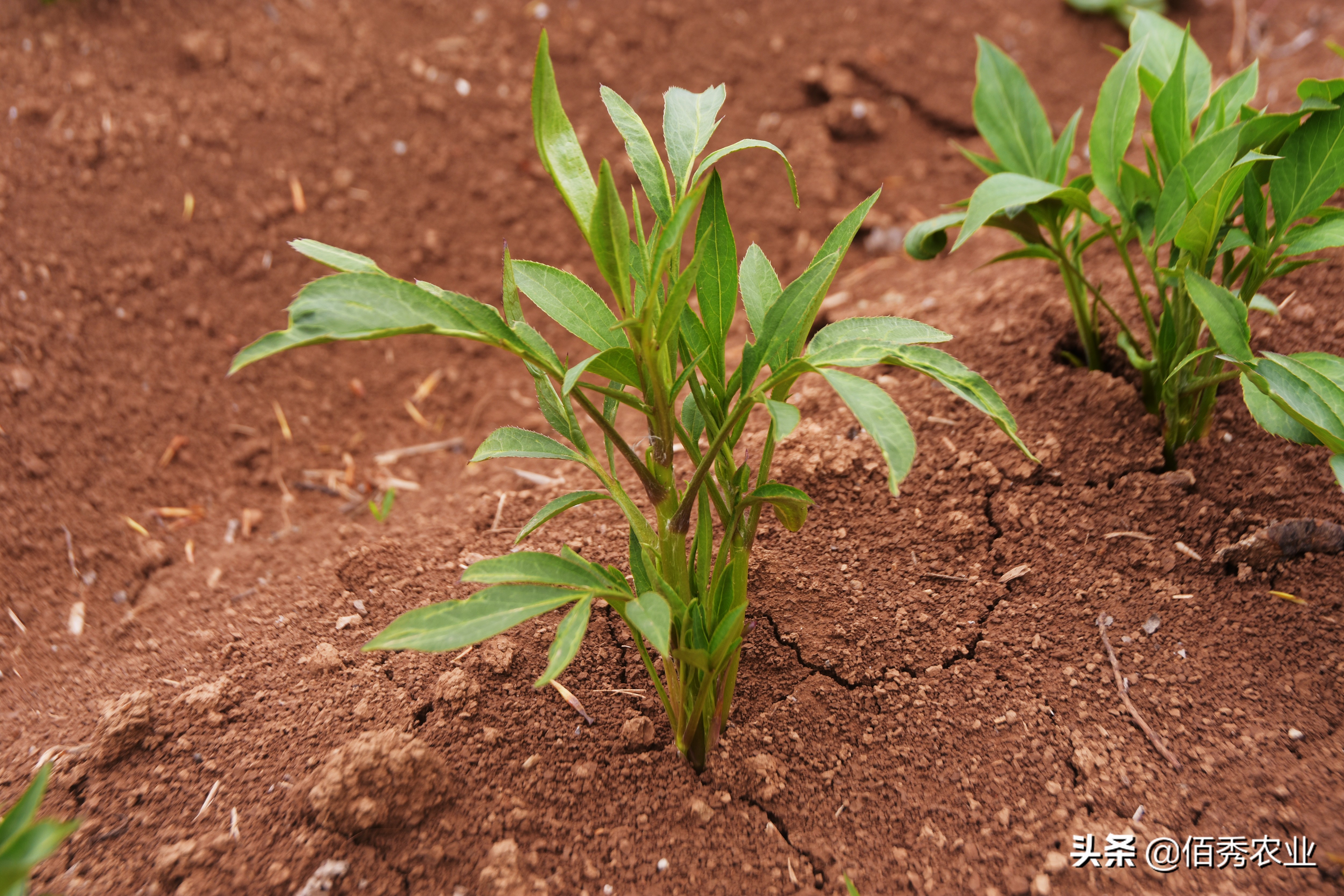 江西省中药材种植什么品种前景好,中药材种植价格平稳的有哪些品种