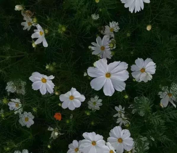 仙气可爱的个性签名qq,可爱的qq个性签名可复制