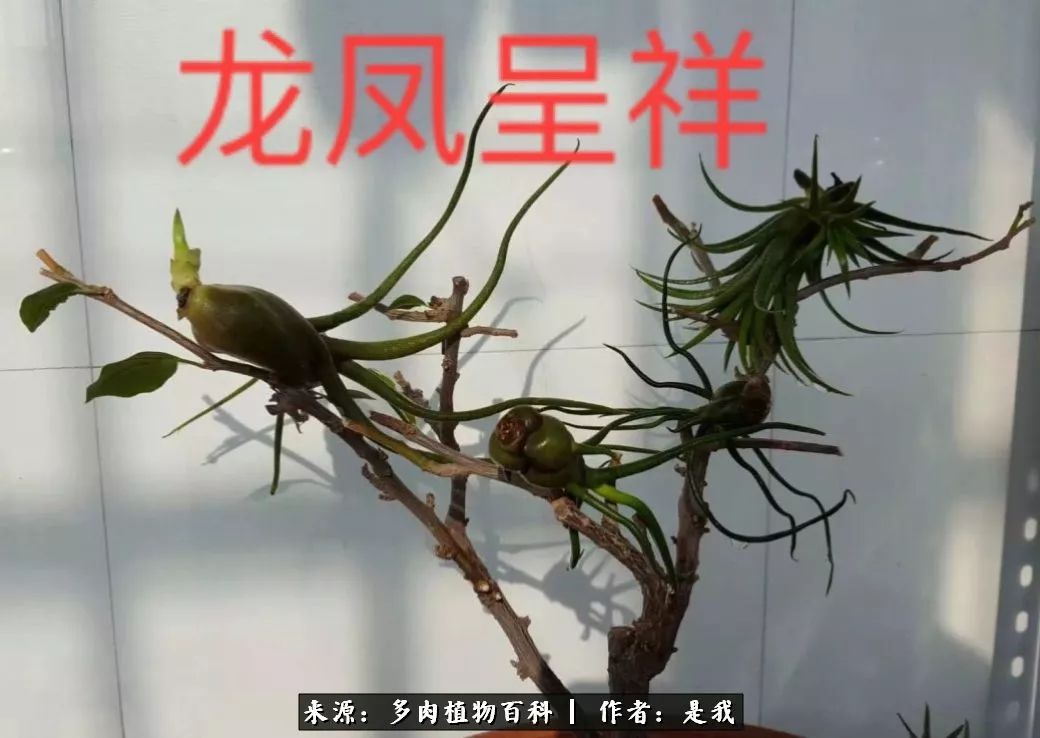 偶遇多肉的感言,偶遇山中多肉