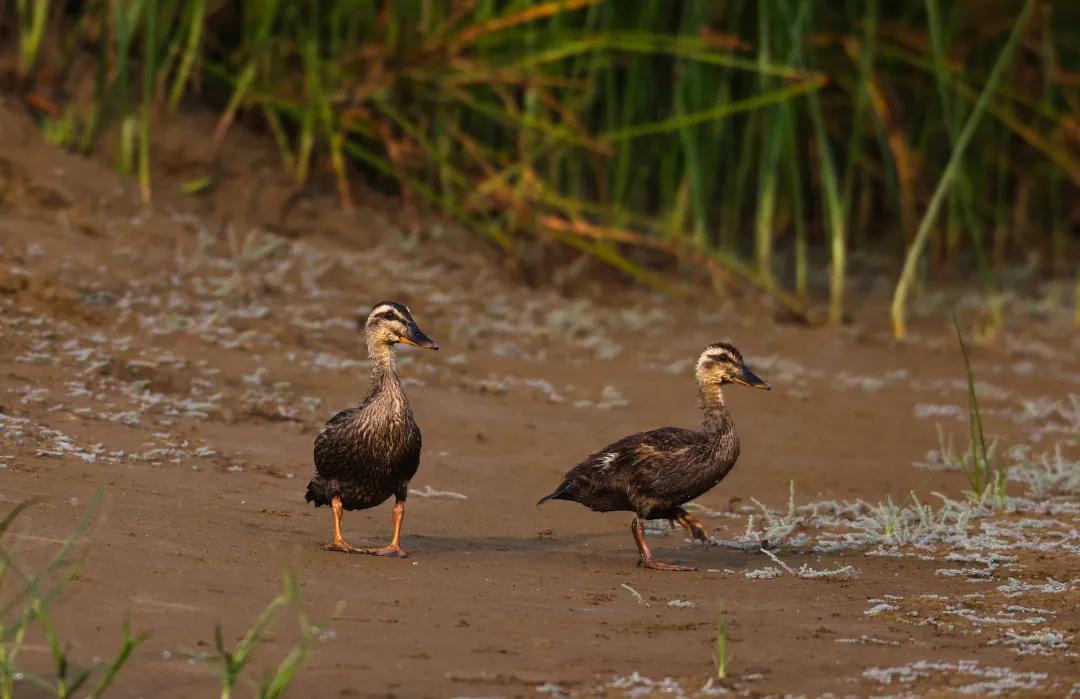 涂上黄色的“润唇膏”，TA就是野鸭中最靓的仔