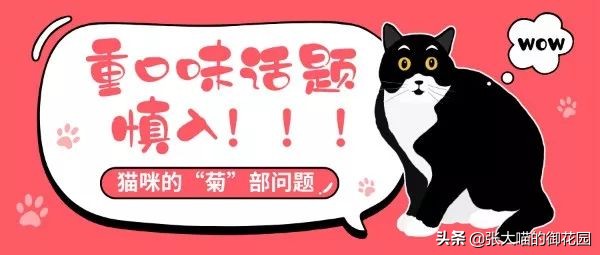 重口味话题,返点勿入!猫咪的肛门腺挤还是不挤?这是一个问题