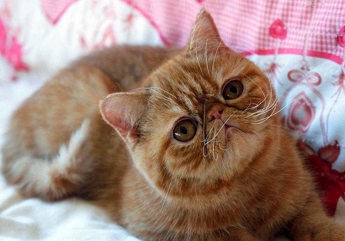 猫咪喝了牛奶拉肚子,猫咪喝牛奶拉肚子有效解决