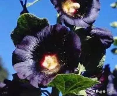 花语大全100种花图片,100种花的花语太全了