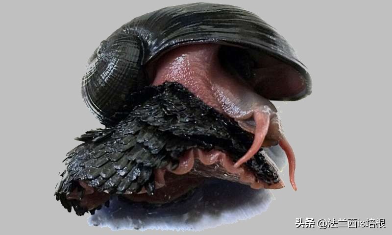 不吃饭的甲壳虫,深海蜗牛怎么吃