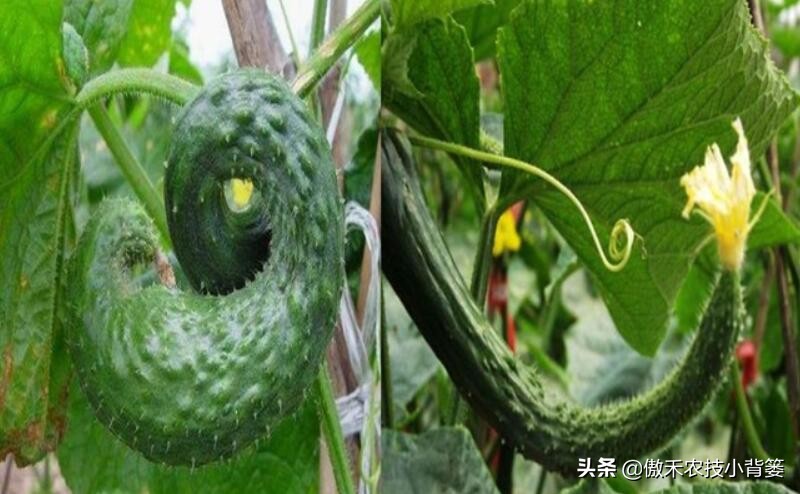 黄瓜出现弯瓜该怎么处理视频,使黄瓜弯瓜变直的方法
