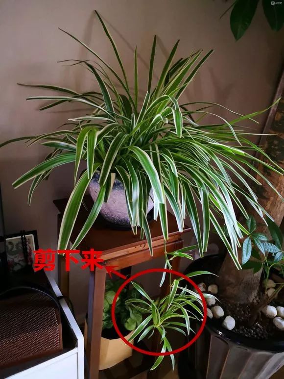 种花一年四季都能生根,冬天种花枝条多久生根