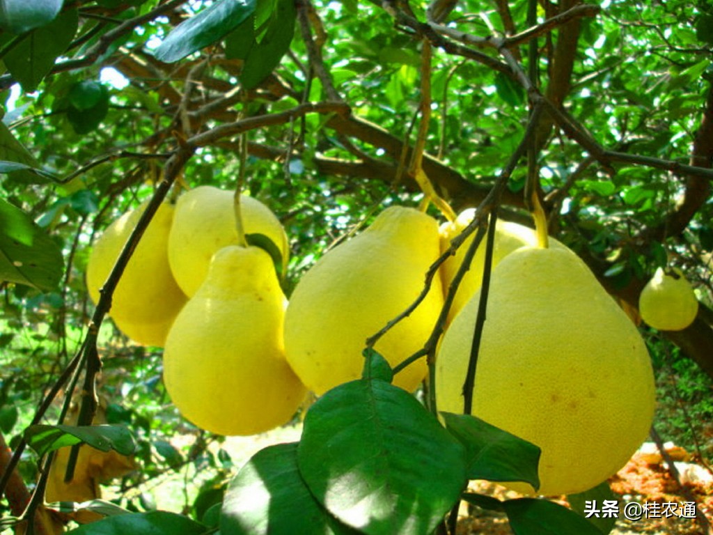 广西容县沙田柚的发展历程,广西沙田柚哪里最出名