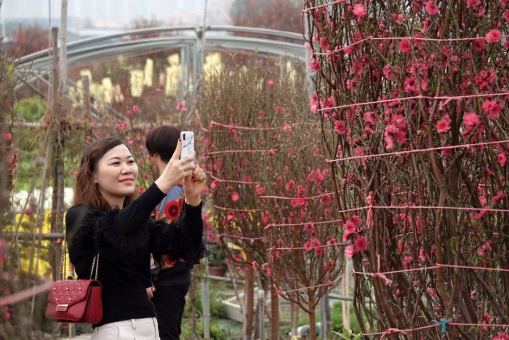到广州•来从化：花城看花，花在从化——从化五朵金花邀您过大年