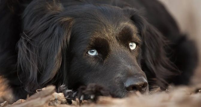 田园牧歌有哪些,田园牧歌纪录片