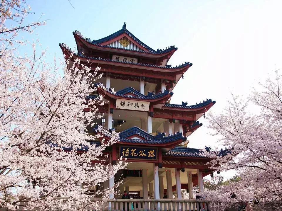 染井吉野樱花江浙沪,染井吉野樱花期10天