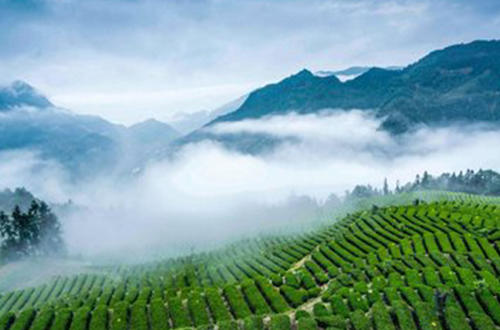 苏州碧螺春茶因为什么而著称,十大名茶之碧螺春