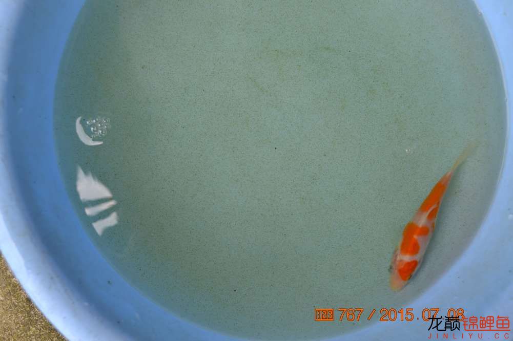 锦鲤苗成长,日本锦鲤水花苗成长