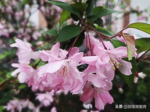 ps800*800像素拖图片进去很模糊,ps如何把不清晰的照片变清晰