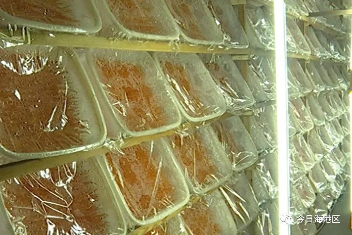 走向我们的小康生活|中心庄村:北虫草“循环种植”助农增收