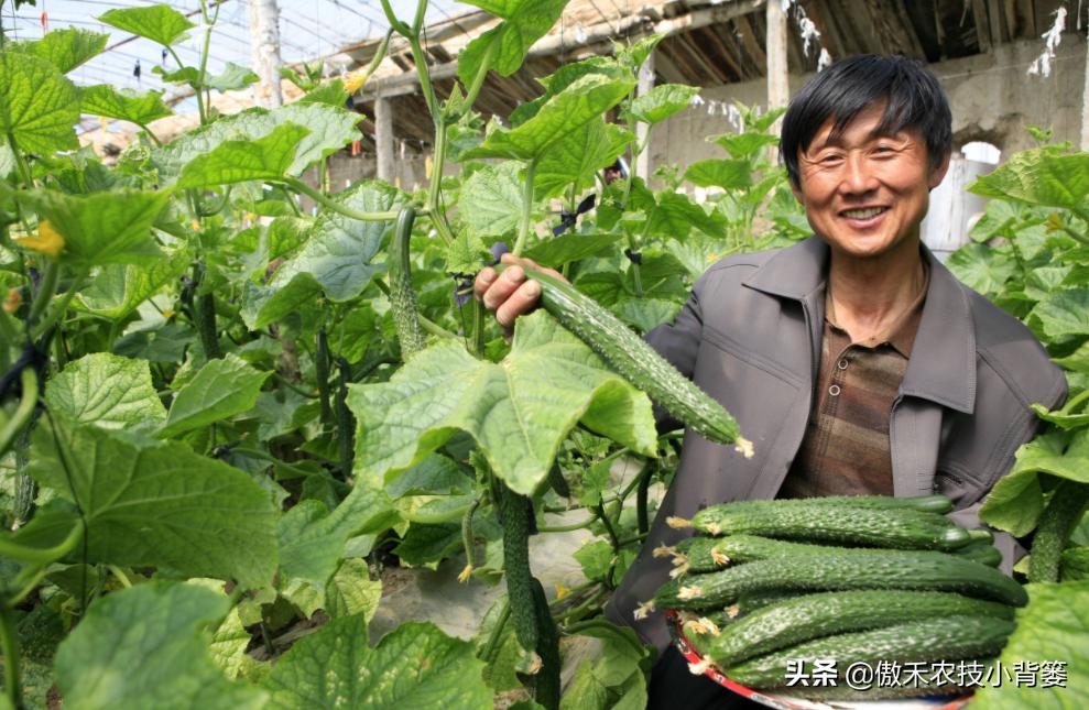 黄瓜还没结就花打顶了怎么办,黄瓜出现花打顶的原因和防治措施