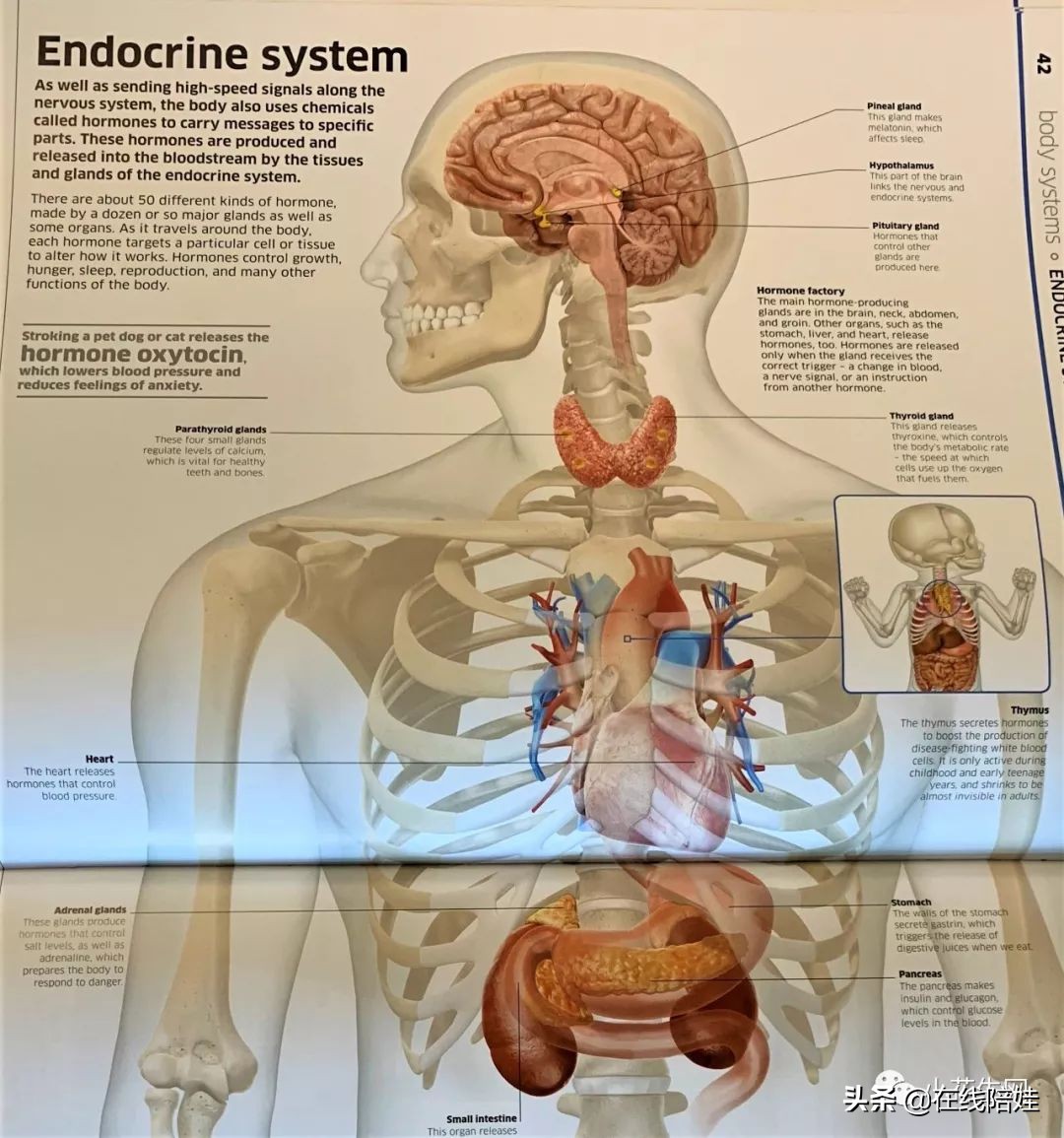 dk知识大百科全套,dk知识大百科书金银版