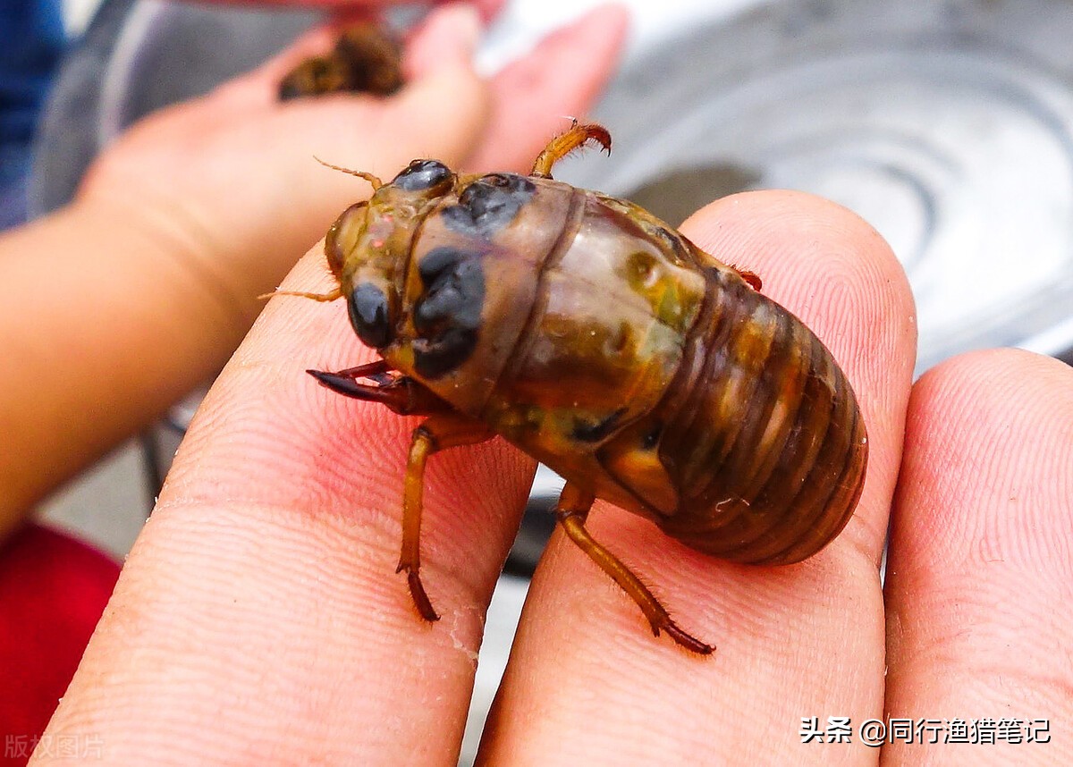 钓草鱼有什么特效饵料好用,钓草鱼的最佳草饵