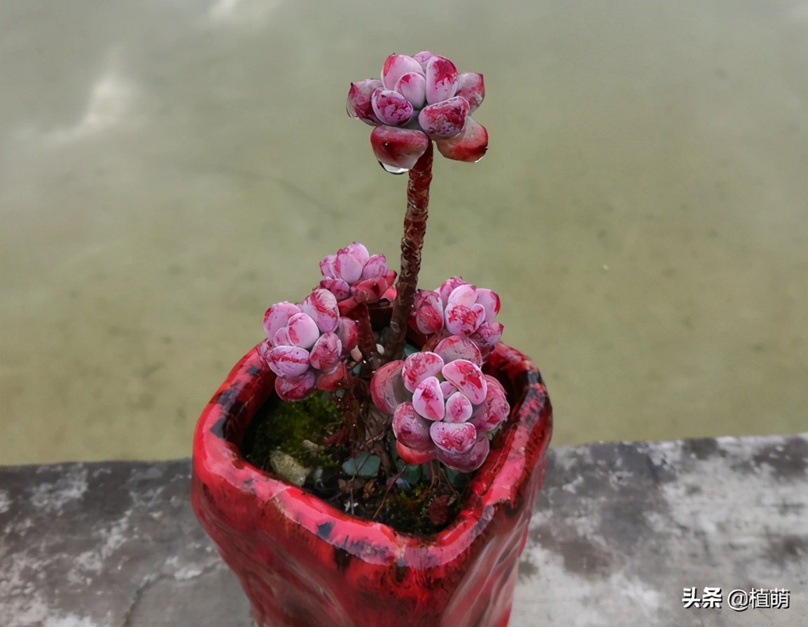 “徒神”多肉汤姆漫画，也有逆袭的一天