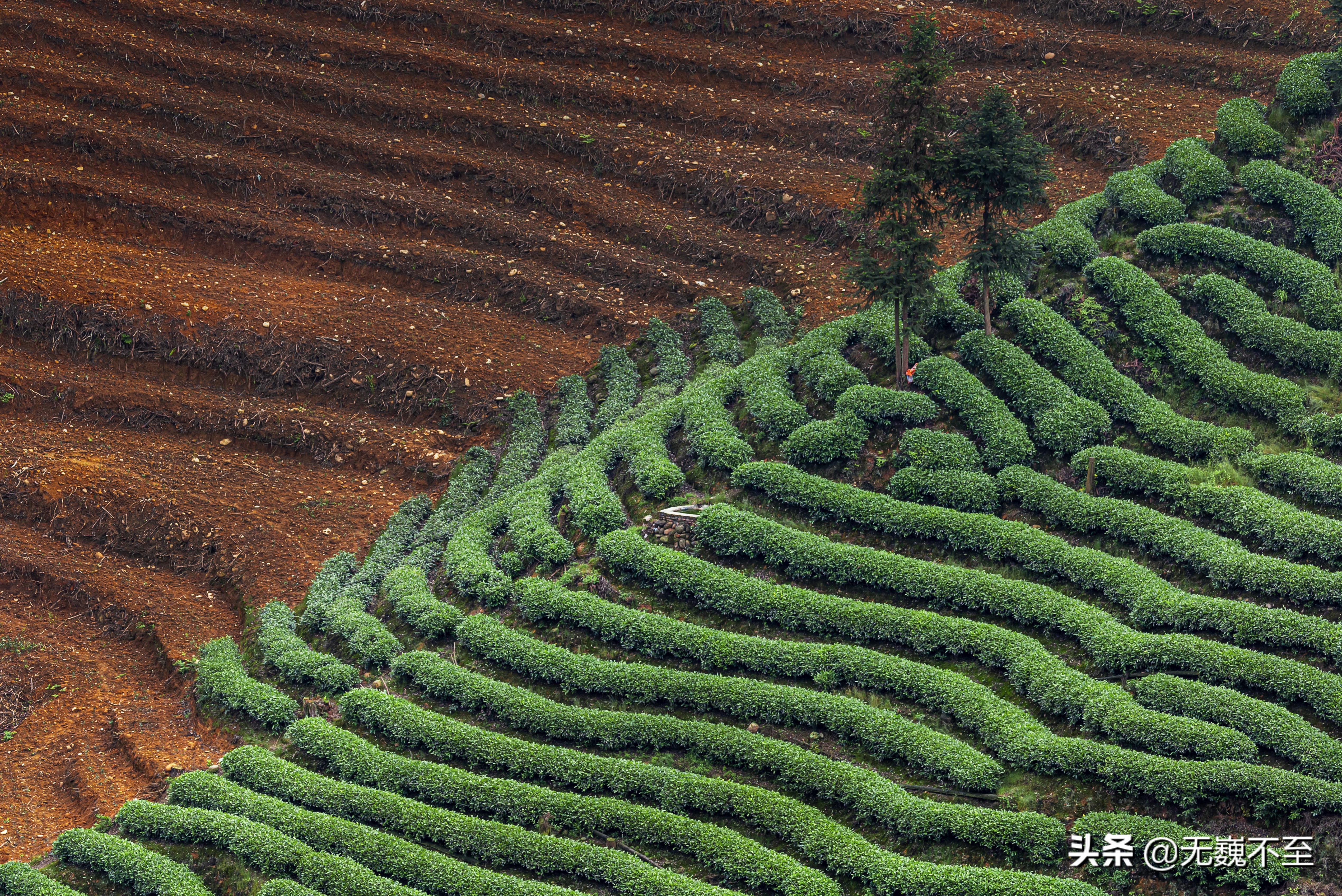 四川雅安牛碾坪万亩观光茶园绿道,雅安旅游景点十大排行榜牛背山