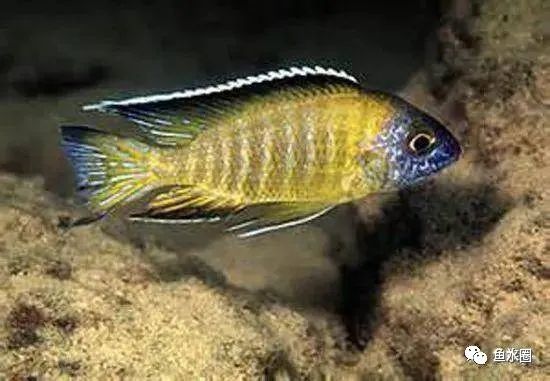 三湖慈鲷马鲷孔雀鱼多久发色,三湖慈鲷鱼之马鲷鱼
