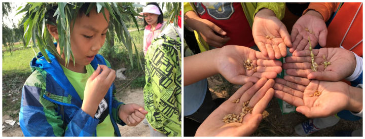 农耕文化研学插秧,农耕文化研学