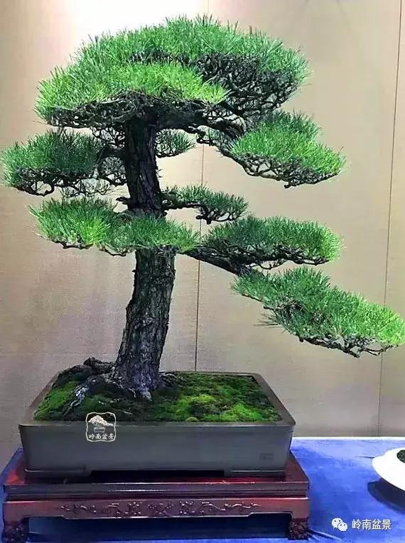 苍劲古朴挺拔有力的老桩盆景欣赏,老态龙钟盆景作品欣赏