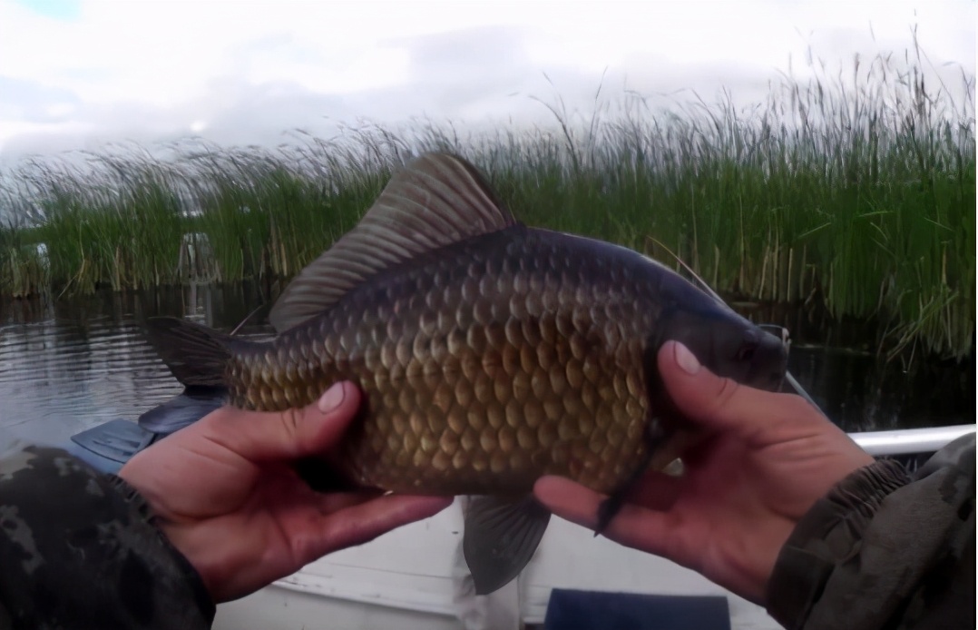 冻死的鱼解冻还会活吗,被冻在冰块里的鱼又活了