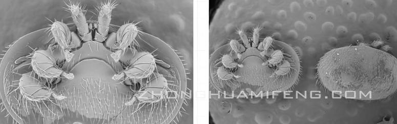 蜜蜂防治病虫害的最佳方法,蜜蜂的常见病用什么药防治