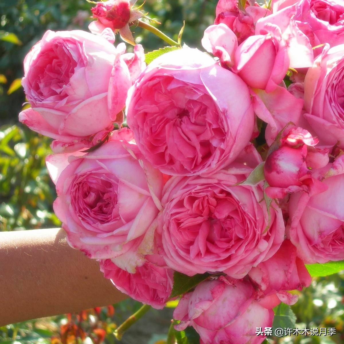 月季生病了用什么药效果好,月季可以打什么药预防