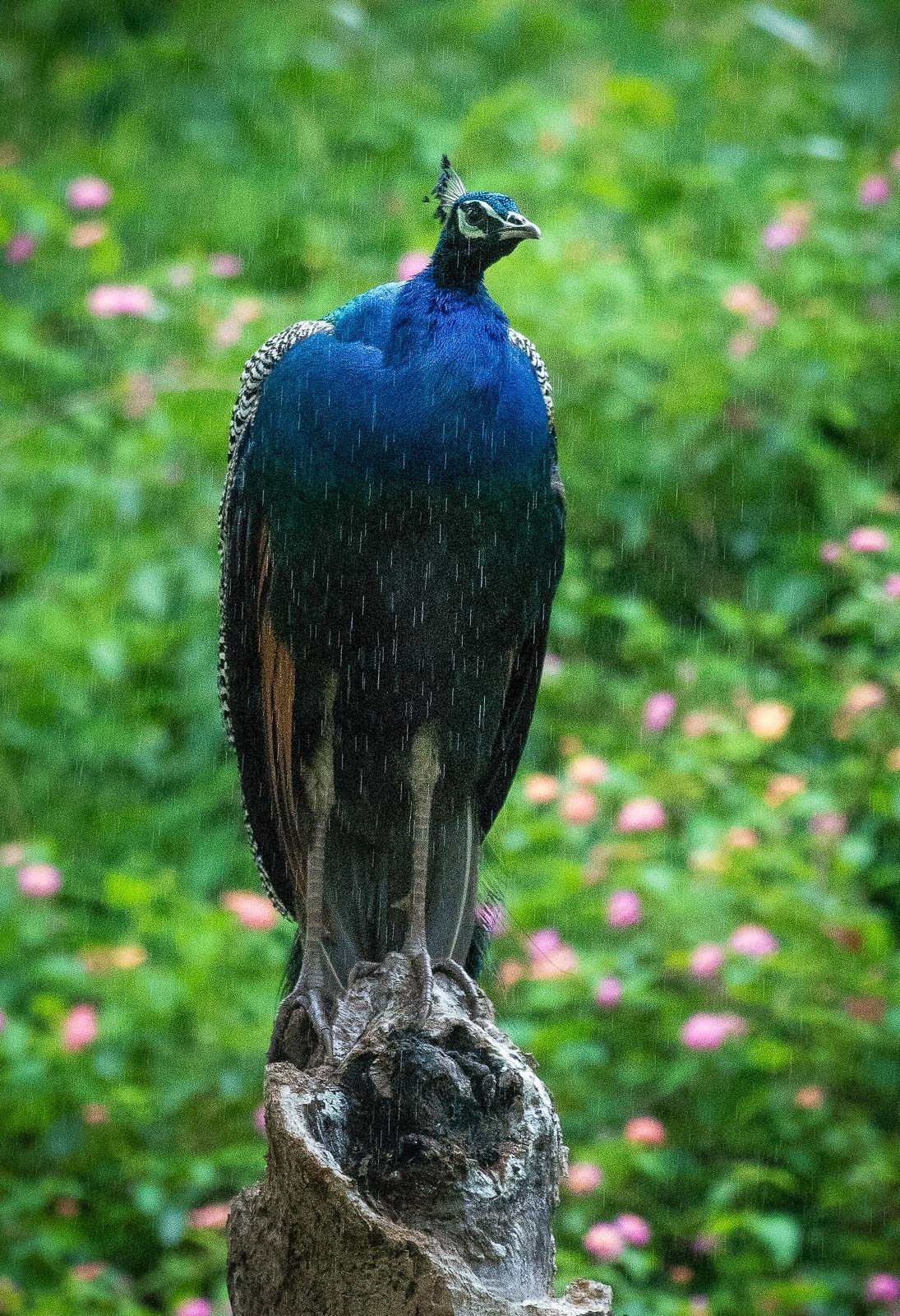 拿相机打鸟,用长焦相机打鸟如何