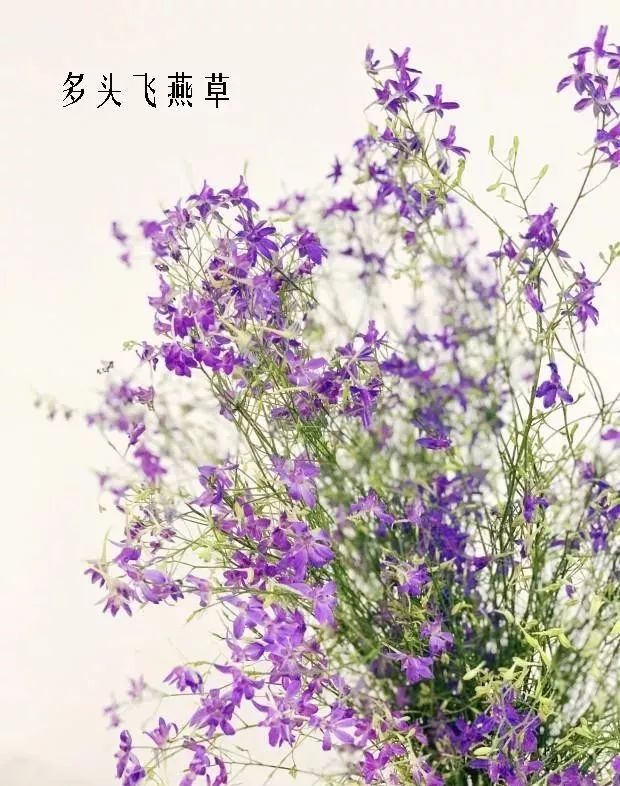 花店里同款的两种不同价格的花材,花店最容易被顾客误解的几种花材