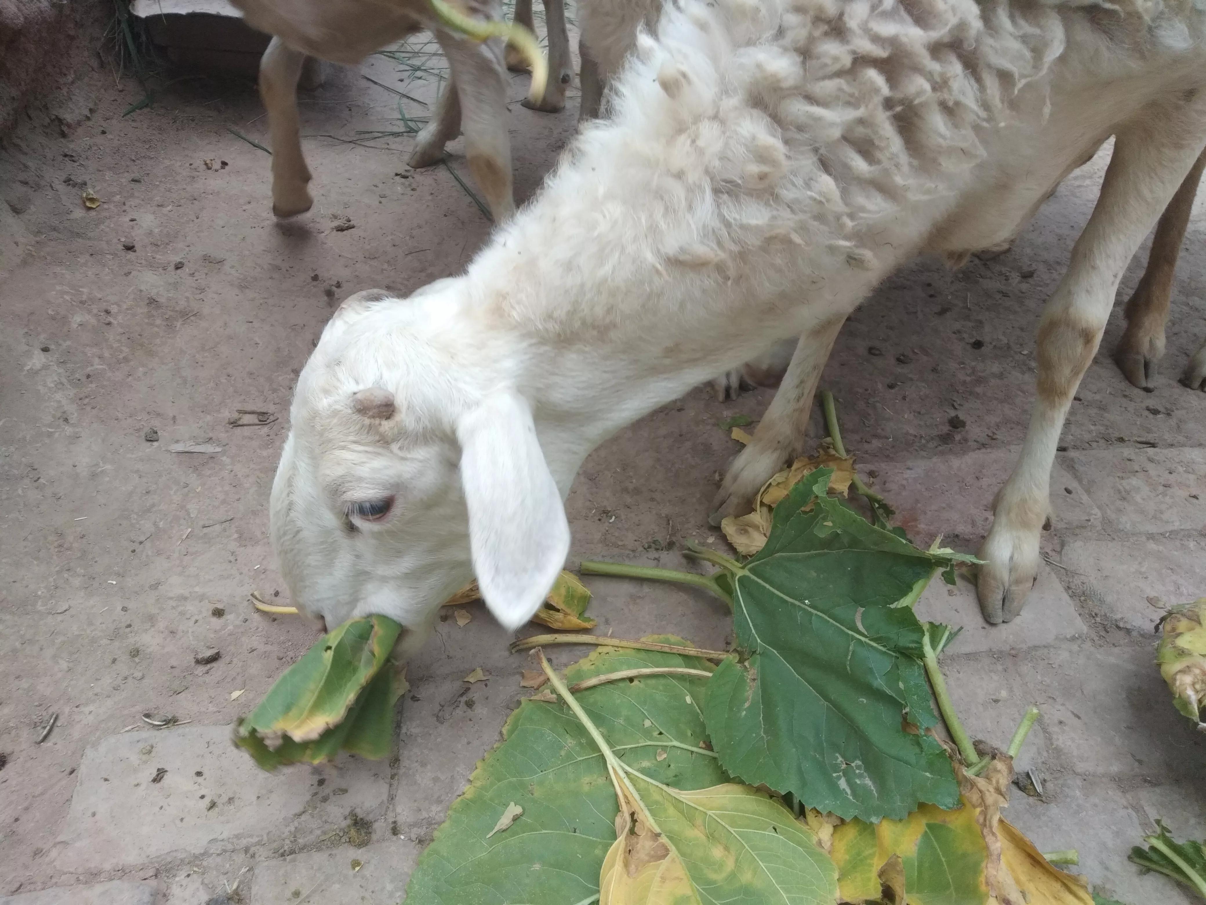 新手养羊该怎么选择,养殖羊选哪个品种